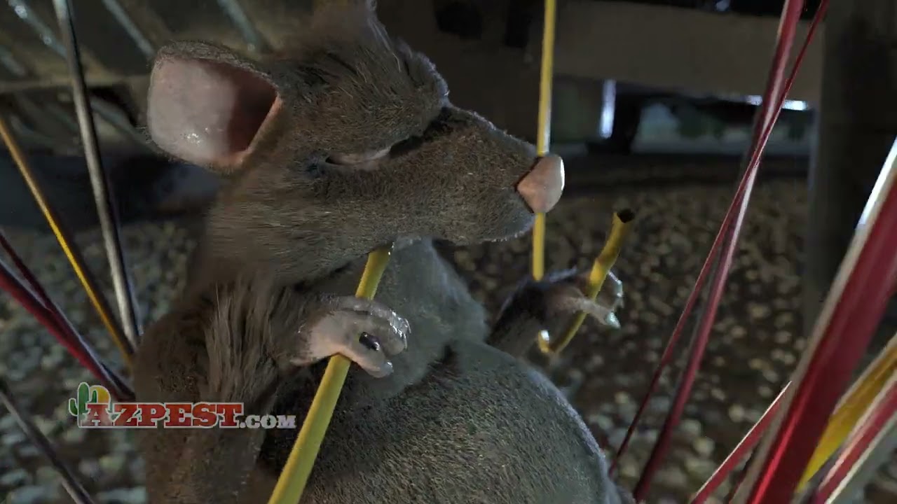 Pack Rat Experts | Arizona Pest Control