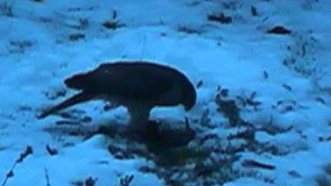 P2240548 Havik pakt een spreeuw, Hawk catch a starling 2