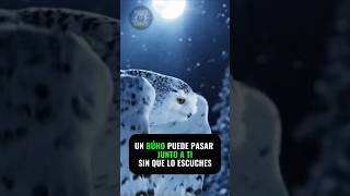 El depredador fantasma: ¿Por qué el vuelo del búho es 100% silencioso? 🦉🤫 #shorts #viralshorts