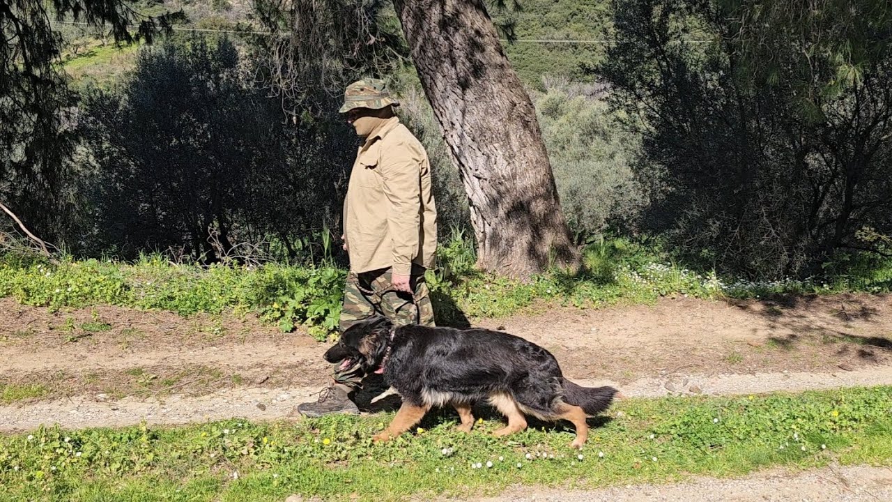 Dog training. (Refreshing the basics with Abby)