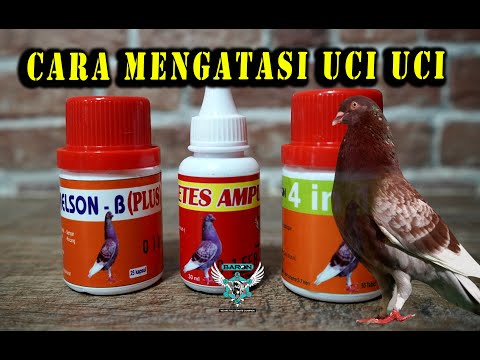 CARA MENGATASI PENYAKIT UCI UCI PADA BURUNG MERPATI