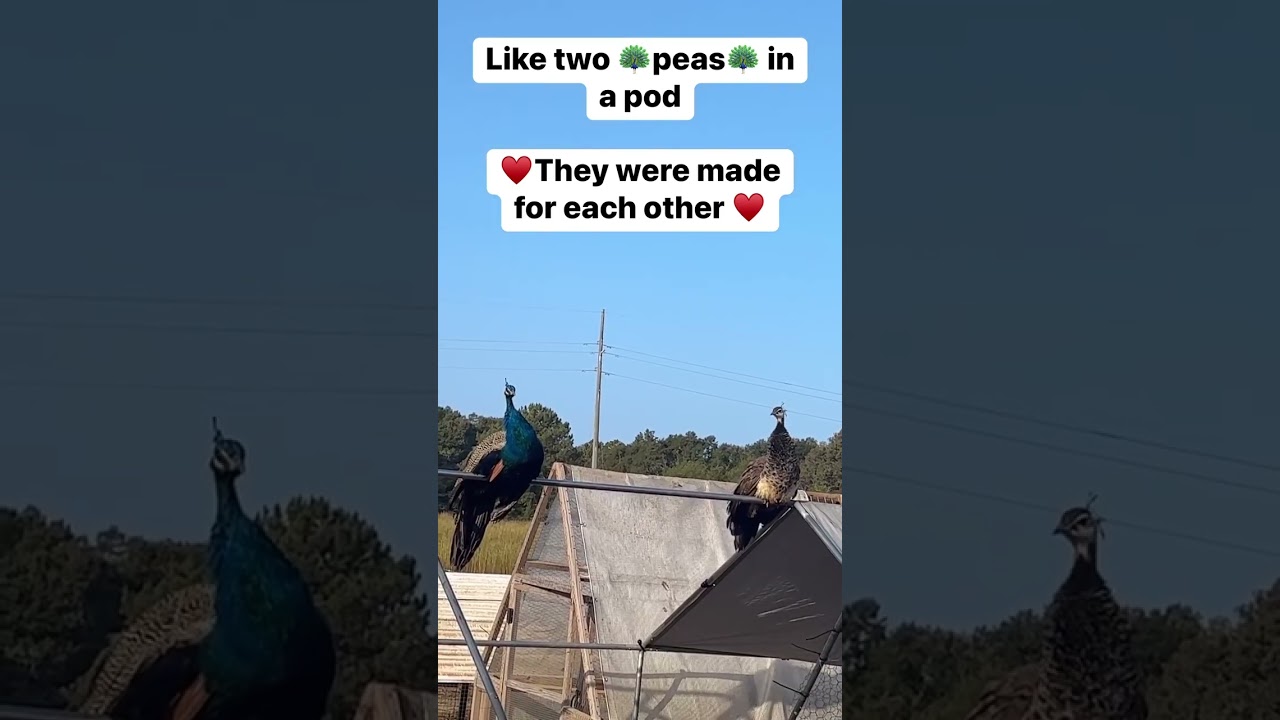 They were made for each other 