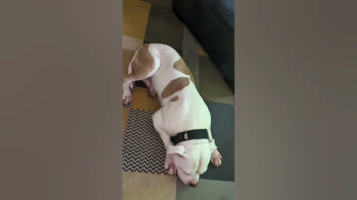 Video 11506681: mainecoon, cat dog animals pets, cat dog pets cute