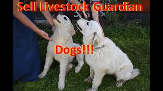 Sell Livestock Guardian Dogs: Make Money Homesteading by Briar Patch Creamery 212 views 5 years ago 13 minutes, 28 seconds