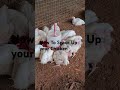 Right Spacing For Broilers #poultryfarming #chicken #farming