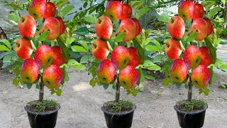 How To Growing Apples Fruit To Apples Trees Using Eggs and Aloe Vera, How To Grow Apples Trees