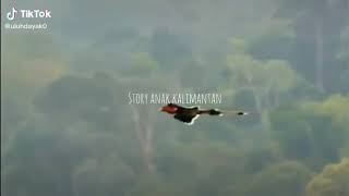 story anak kalimantan tengah