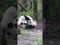 Hua Hua's Head Shake Comes With A Safety Check | iPanda #shorts