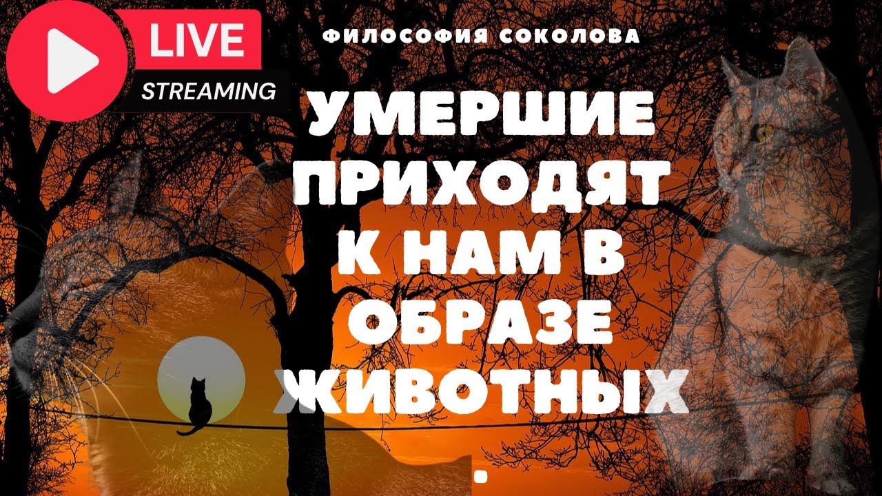 Умершие приходят к нам в образе животных.