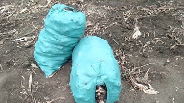 Hnub no nrog peb mus khawb qhos qhaus muag nawb ib tsoom phooj ywg