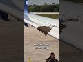 Swarm of bees tries to hitch ride on United Airlines flight from Cancun to LA #shorts