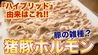 【珍しい肉】イノブタのホルモン捌き方