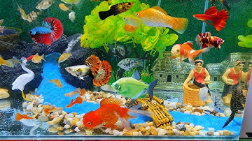 Video tổng hợp cá cảnh đẹp dễ nuôi, cá lia thia, cá bảy màu, cá thủy sinh, sinh vật dưới nước