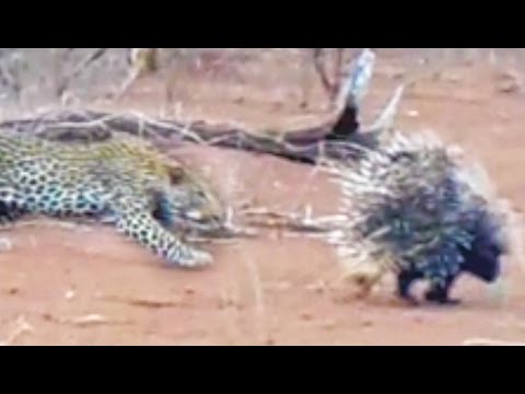 Leopard Learns Lesson From 2 Porcupines