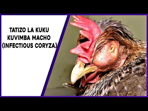 Video: Kuvimba Kwa Macho Kwa Mbwa