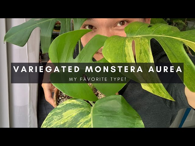 Variegated Monstera Aurea | The Yellow One | Ep 11 - YouTube