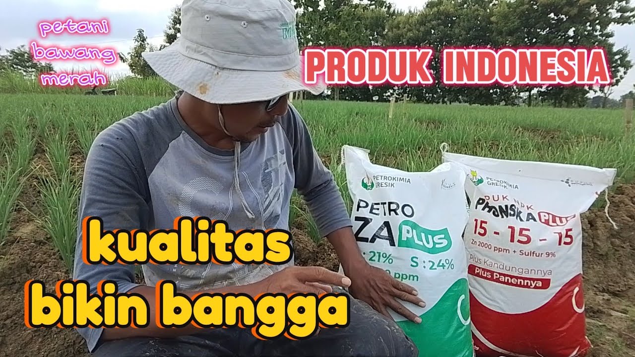 Pupuk Bawang Merah susulan pertama (pupuk petrokimia gresik)