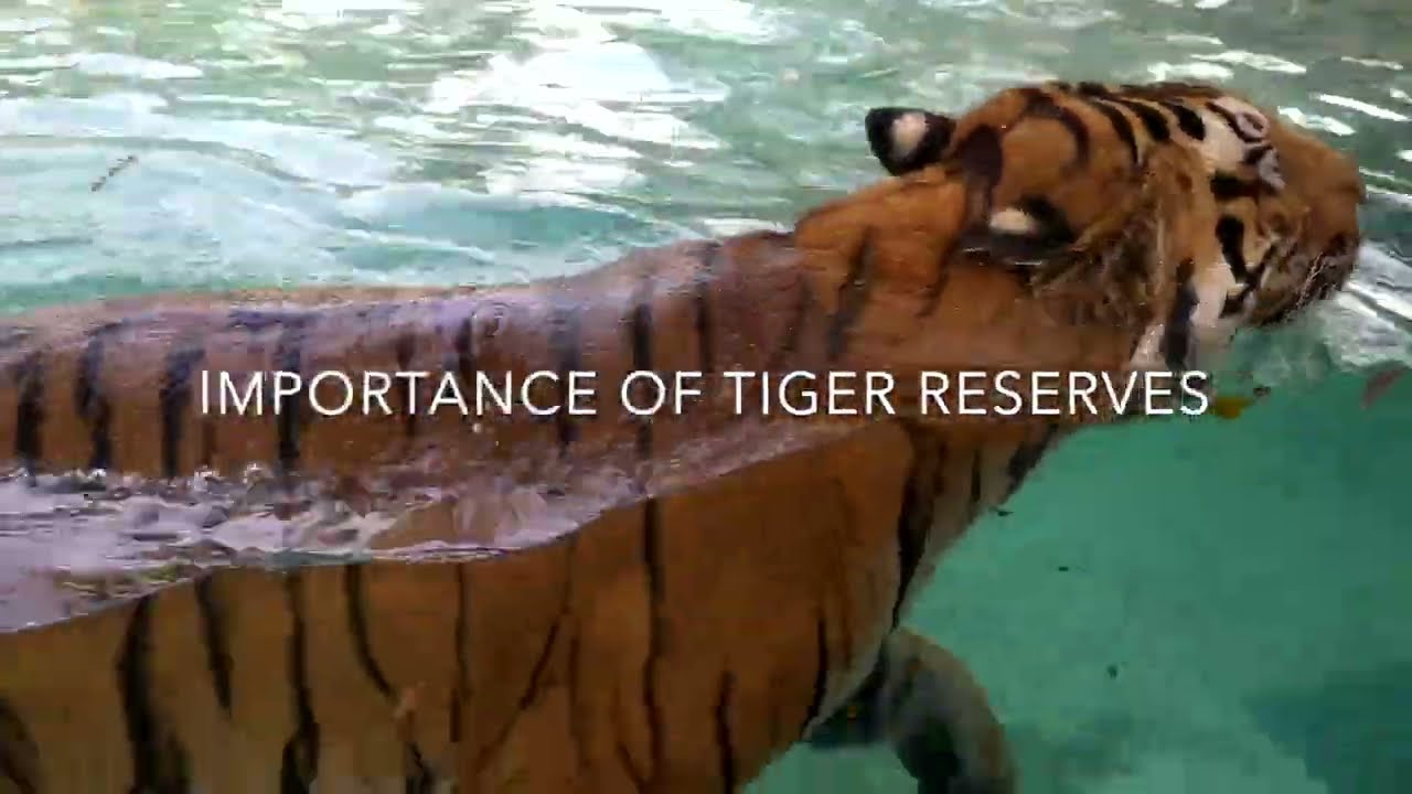 Importance of tiger on International Tiger Day