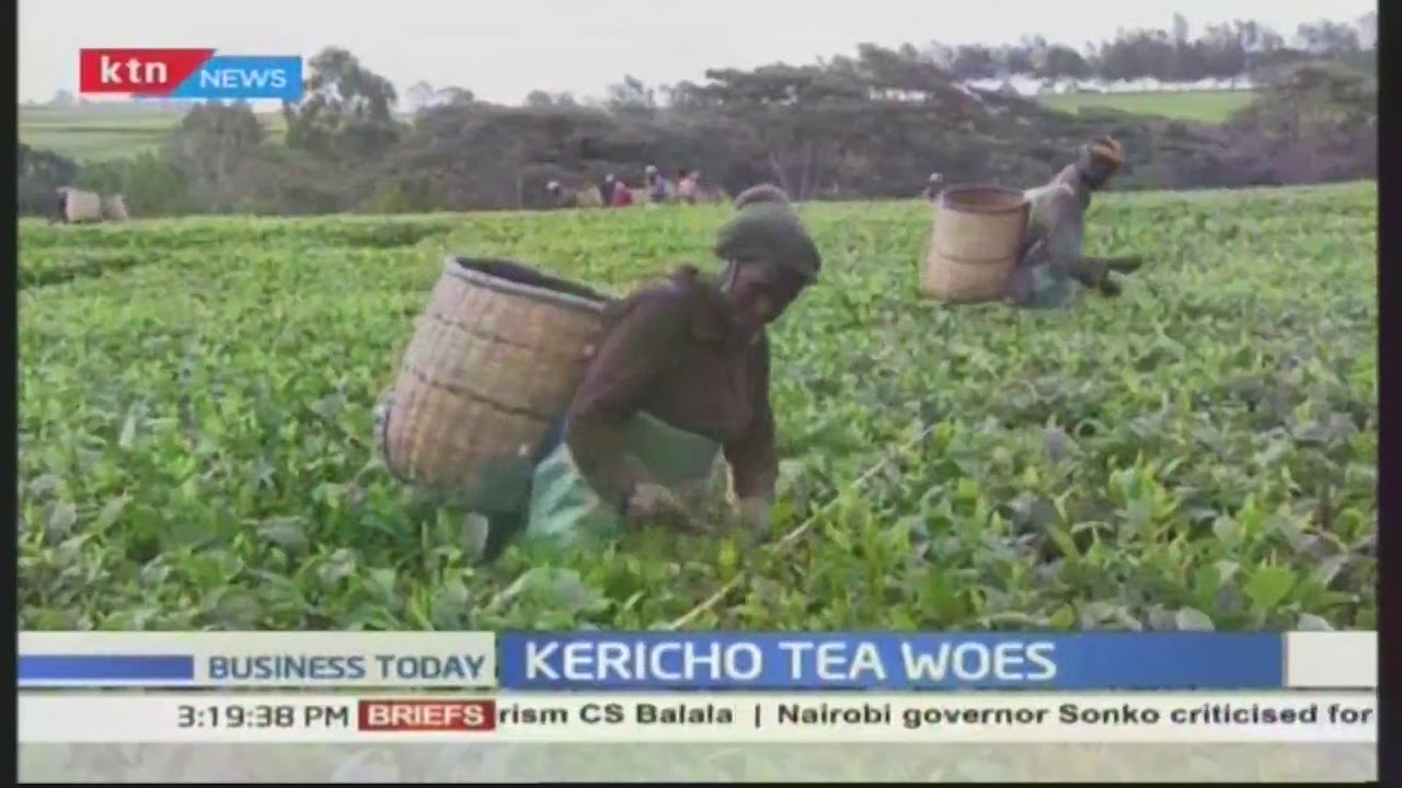 KPAWU Kericho branch rejects Unilever Tea Company’s early retirement