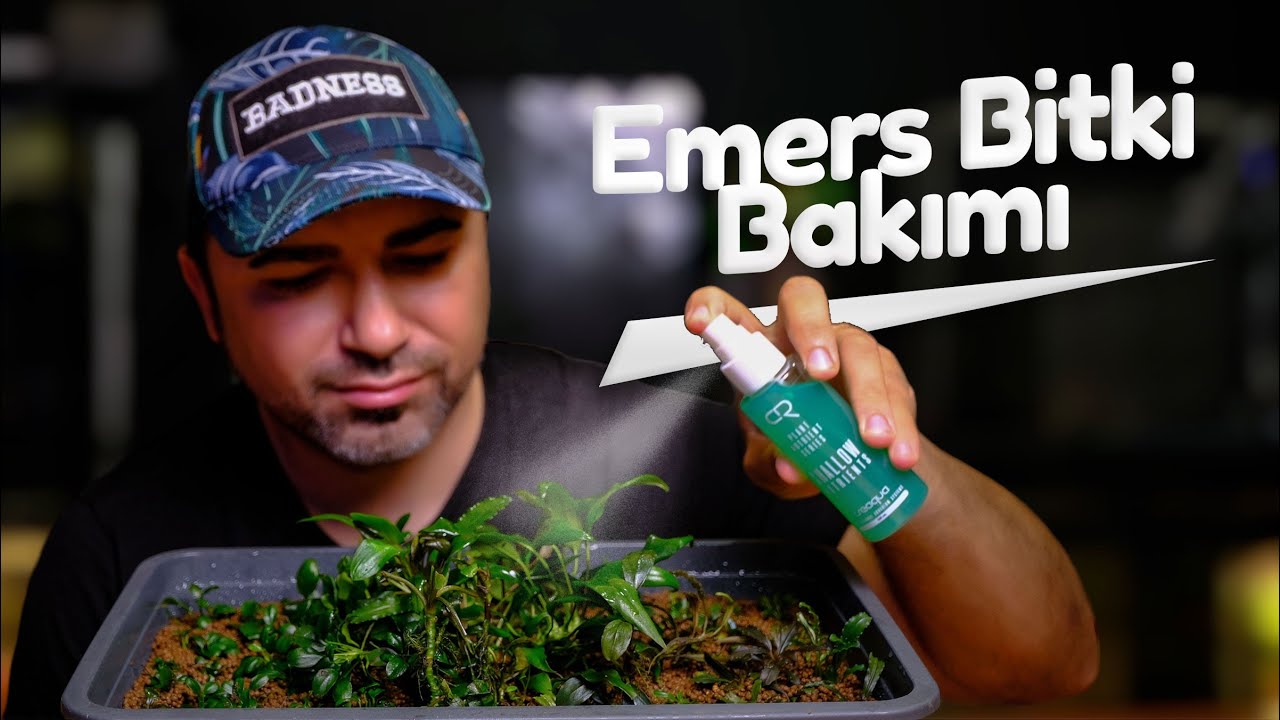 Akvaryum Bitkilerine Susuz Bakmak - Emers Bitki Bakımı - Bucephlandra, Moss, Anubias vs