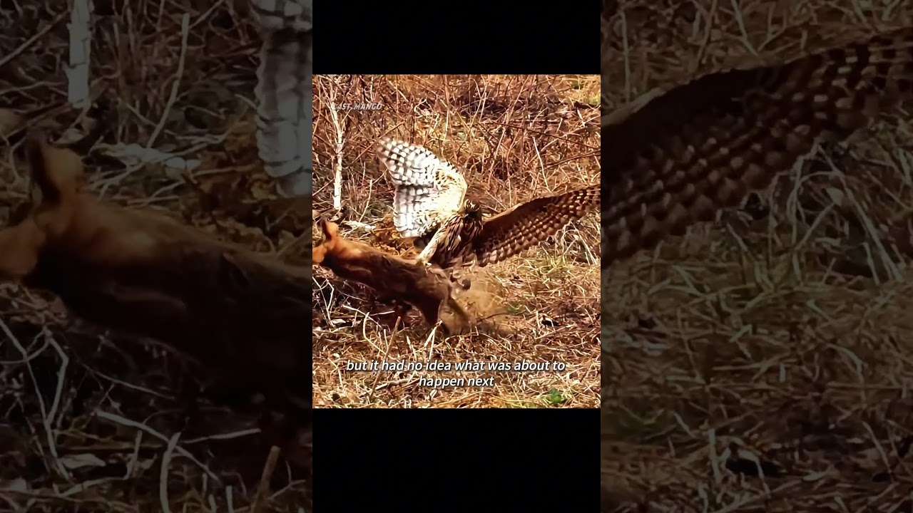 The mother hare buries her babies simply to protect them. #animals