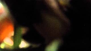 Crazy Chipmunks attack gopro