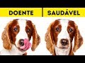 10 Sinais de Alerta Que Indicam Que Seu Pet Precisa de Ajuda