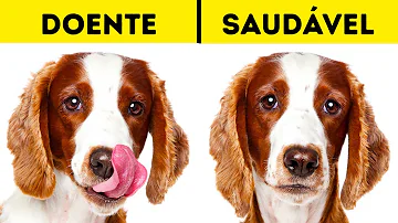 Como saber se o cão está com fome?