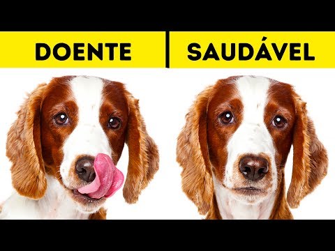 Vídeo: Por que seu cão não precisa de um teste de dirofilarioso todo ano