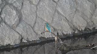 カワセミ せかいのカワセミ - 株式会社カンゼン