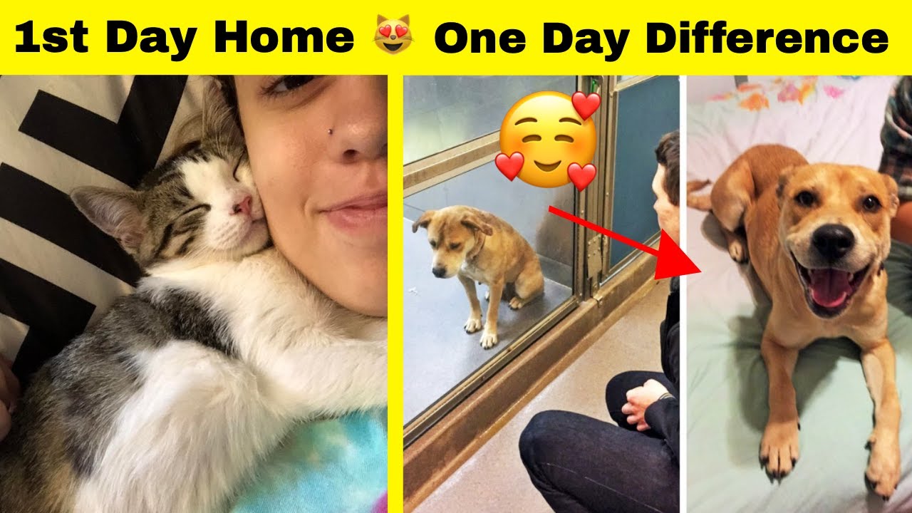 Priceless Moments When Animals Realize They're Being Adopted