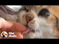 Strangers Reunite Woman With A Stray, One-Eyed Cat | The Dodo Faith = Restored