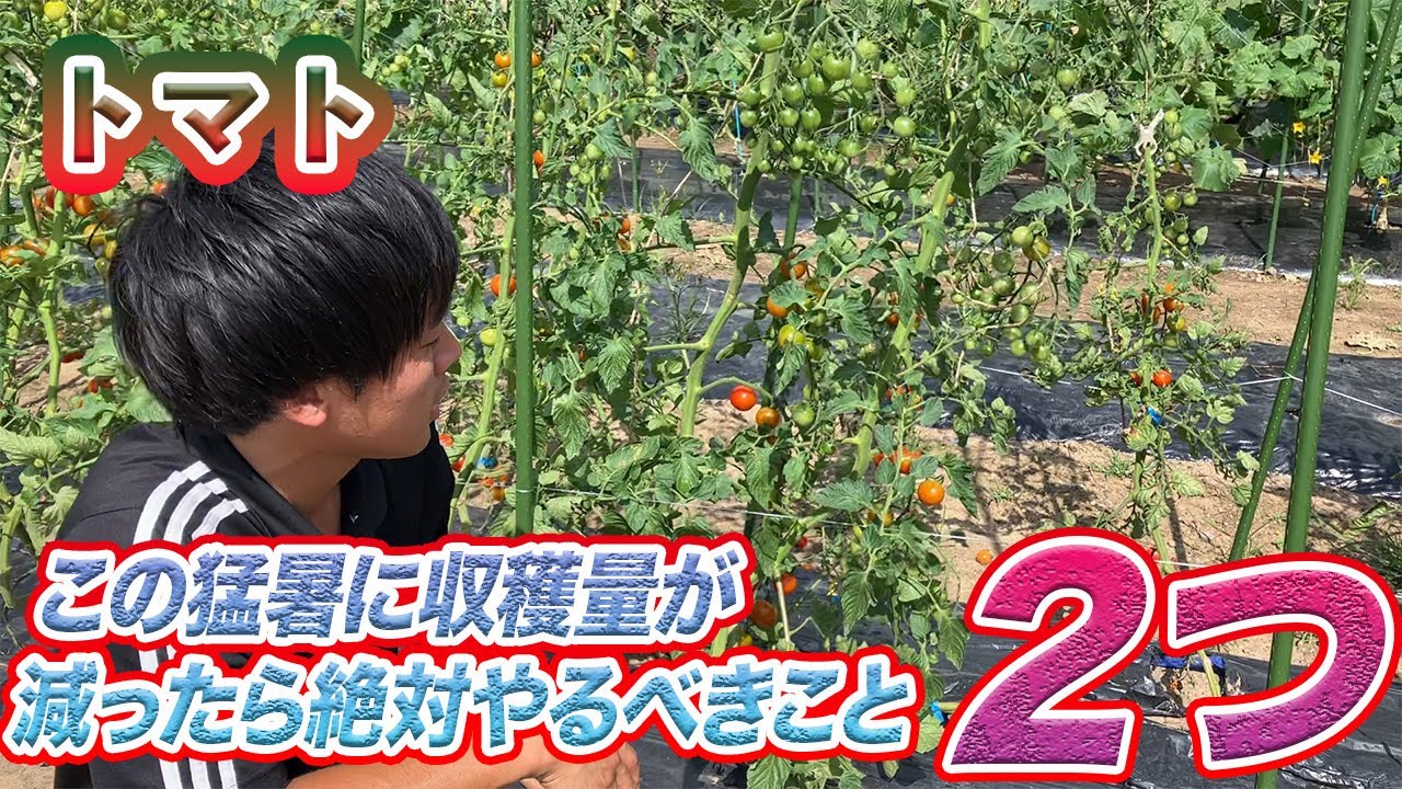 Tomatoes] Three things you must do if your harvest is