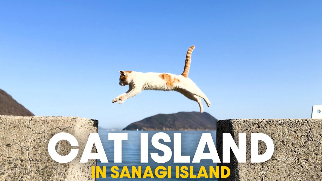 Travel to Cat Island in Japan ! Sanagi-shima with 100 Cats - YouTube