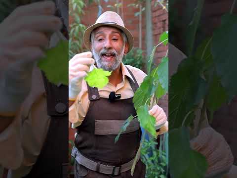 أعراض نقص العناصر على النبات  