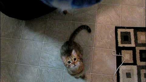 Bengal kittah loves teh catnip