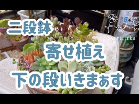 多肉植物】憧れの二段鉢の寄せ植え - YouTube