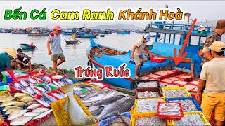 Đầu Mối Hải Sản Lớn Nhất Cam Ranh | Ký Ức “Chợ Cư Xá” Cam Lộc