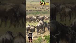 Wild and Free #shorts, #Wildebeest, #natureasmr, #asmr