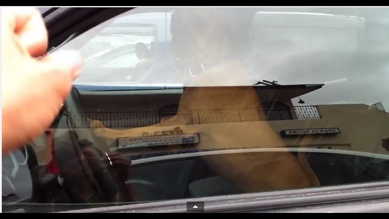 Dog Honking Horn YouTube