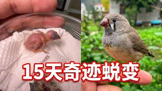 还没指甲大的绝望遗孤，悉心孵化半个月后，它惊艳了所有人#动物世界 #神奇动物 #人与自然