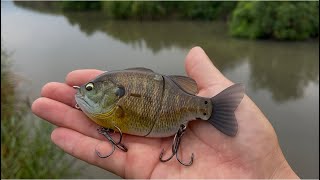Bass fishing] How to catch big bass that are biting on gills this