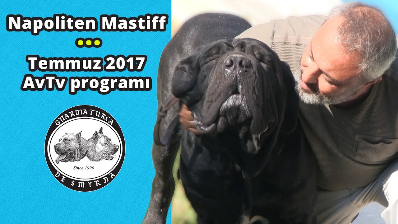 Napoliten Mastiff - Temmuz 2017 AvTv programı