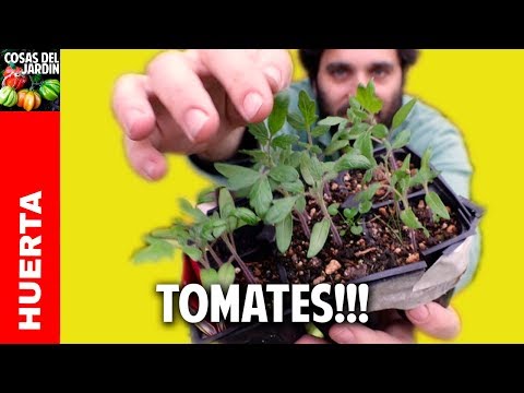 Video: Cómo trasplantar plántulas de tomate al suelo