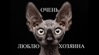 СФИНКС КОТ