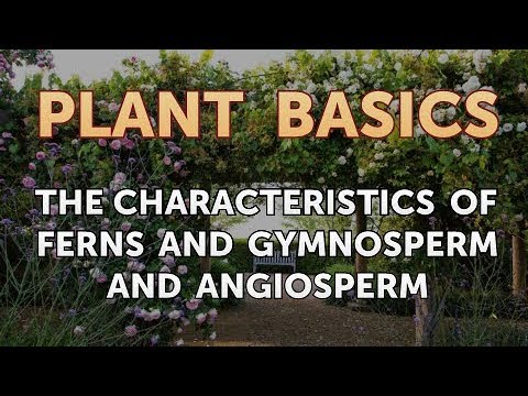 The Characteristics of Ferns and Gymnosperm and Angiosperm