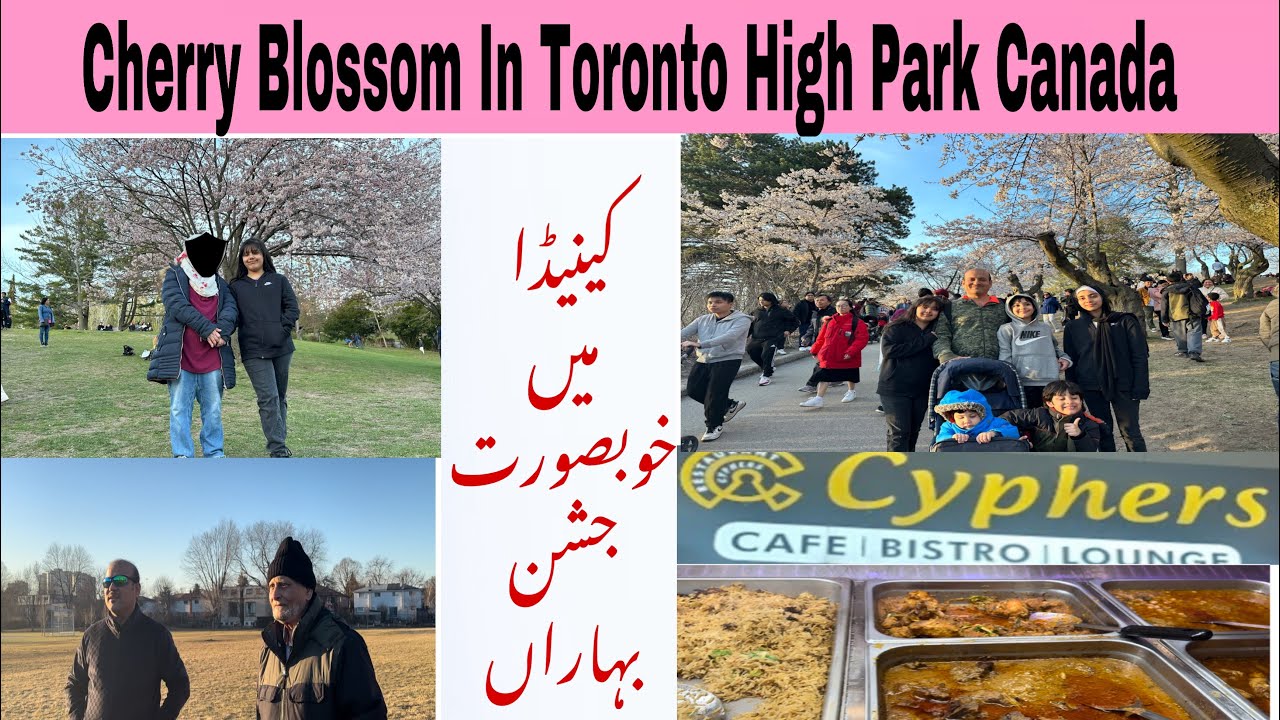 Cherry Blossom In Toronto High Park Canada Dinner At Cyphers Restaurant Oakville YouTube