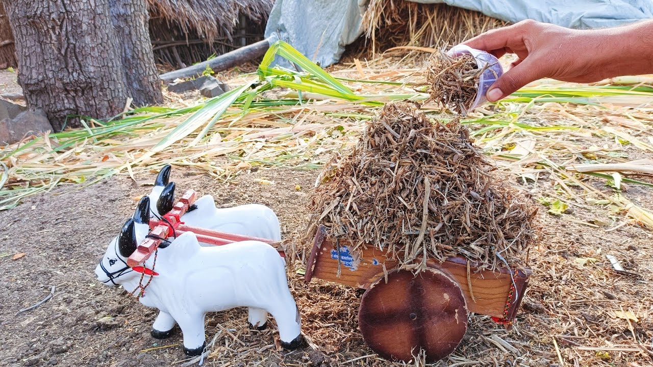 मालकानी सर्जा राजासाठी आणली सोयाबीनची गोळी बैलगाडी भरून आरारारा काय बैल खुश झाले 🐂🐂😍😍🥰🥰💫✨👌📸