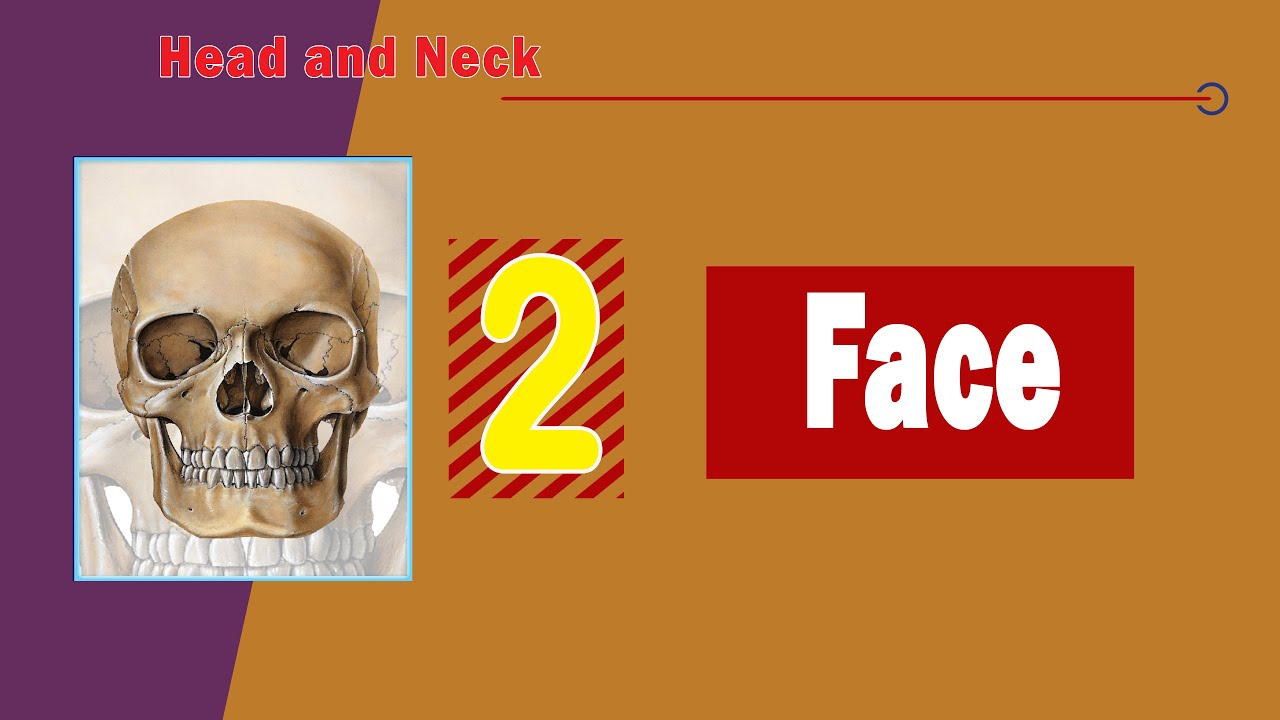 𝟎𝟐. 𝐅𝐚𝐜𝐞 (𝐅𝐚𝐜𝐢𝐚𝐥 𝐦𝐮𝐬𝐜𝐥𝐞𝐬, 𝐛𝐥𝐨𝐨𝐝 𝐬𝐮𝐩𝐩𝐥𝐲, 𝐧𝐞𝐫𝐯𝐞 𝐬𝐮𝐩𝐩𝐥𝐲, 𝐚𝐧𝐝 𝐚𝐩𝐩𝐥𝐢𝐞𝐝 𝐚𝐧𝐚𝐭𝐨𝐦𝐲)  😐😮😠 (👨‍❤️‍👨 الوجه)