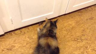 Mouse scare cat to back off.